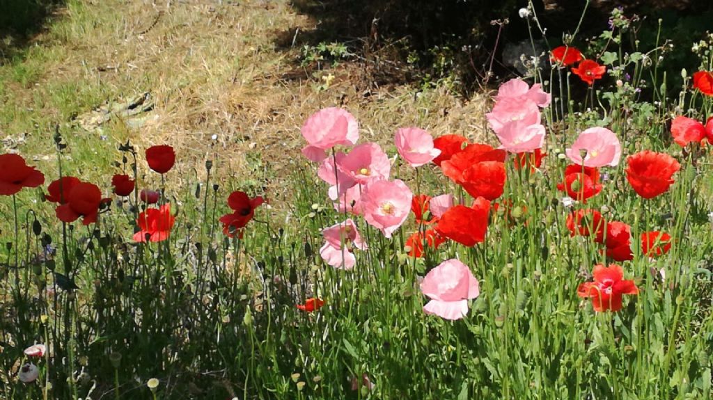 papaveri rosa: ibridazione o mutazione genetica